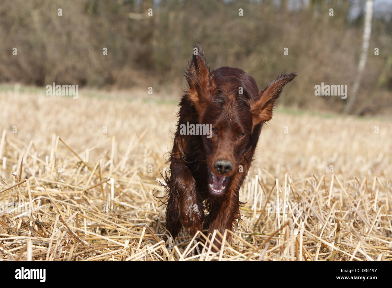 Irish Red Setter Hund / Red Setter Erwachsenen läuft in einem Feld Stockfoto