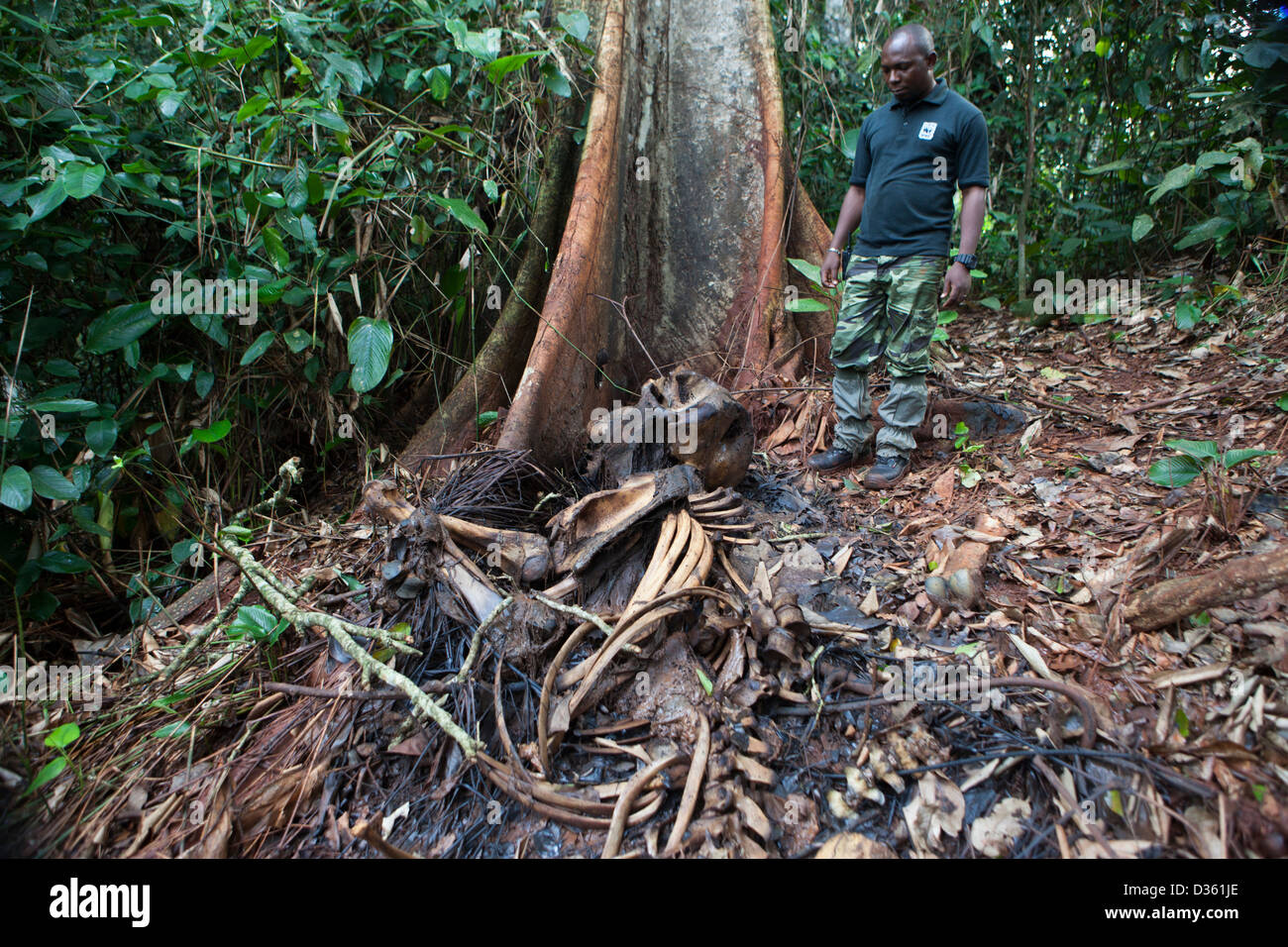 Kamerun, 1. Oktober 2012: Ekodek Gatien, WWF Park Ranger, mit den Überresten von weiblichen Waldelefanten von Offizier für seine Elfenbein getötet. Stockfoto