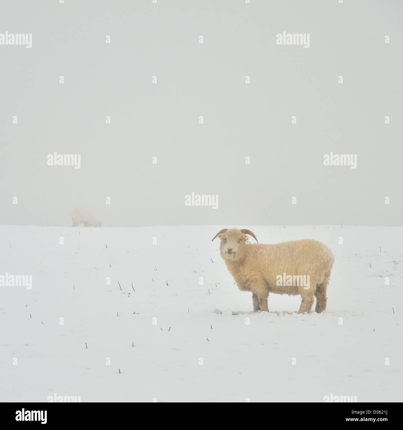 Mit Blick auf die Kamera an einem nebligen Schneetag auf Dartmoor Schafe. Quadratisches Format. Stockfoto