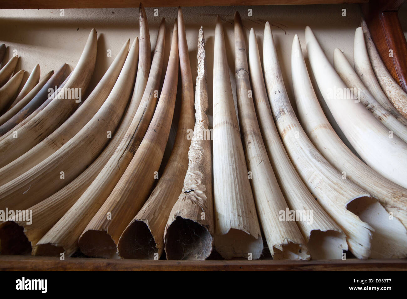 Kamerun, 3. Oktober 2012: Elfenbein durch das Ministerium der Wälder und Wildnis vor Wilderern beschlagnahmt und im Speicher gehalten. Stockfoto