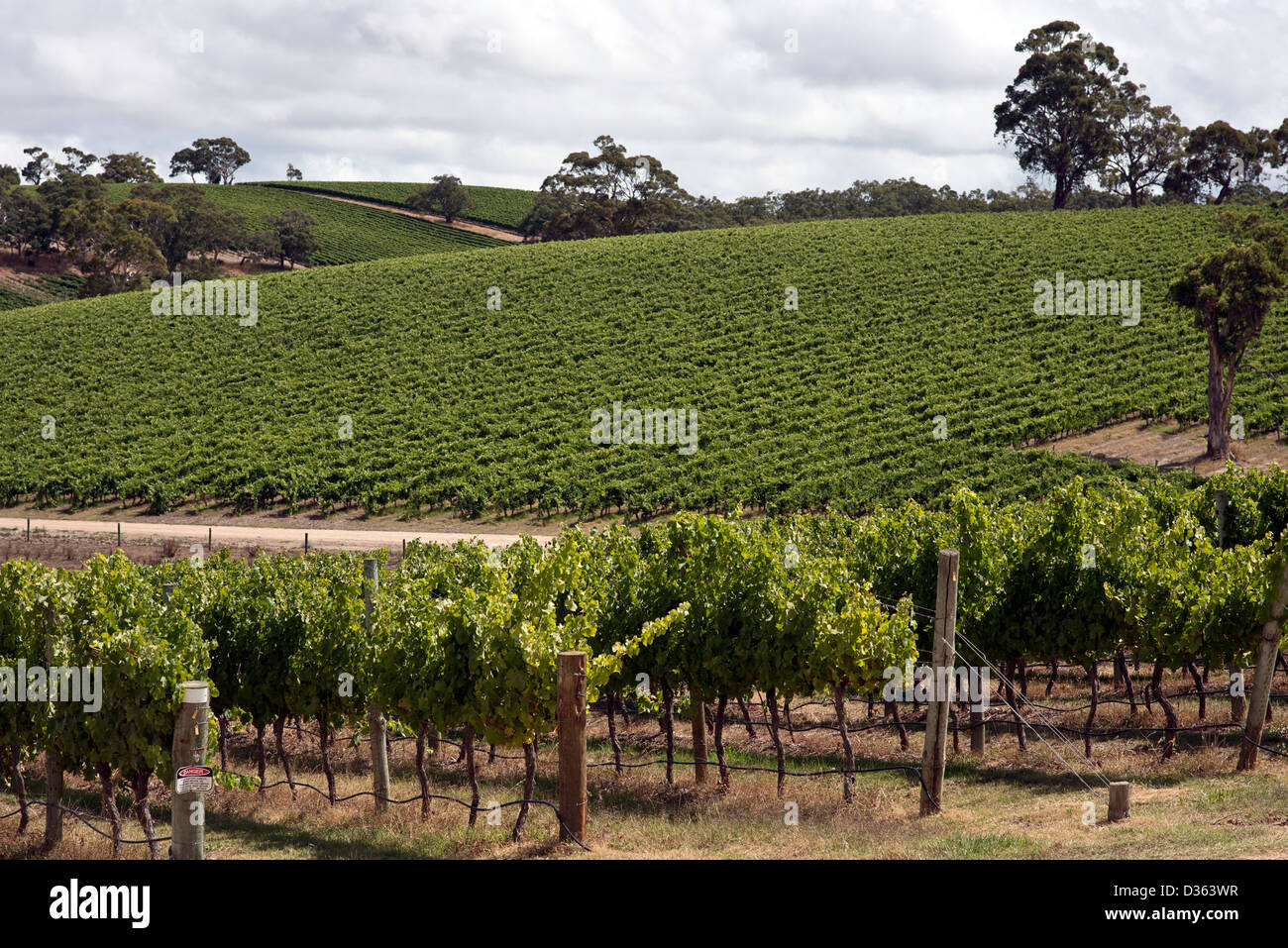 Ein Weinberg unter strahlend blauem Himmel in Sonnenlicht getaucht. Die Reihen der Weinstöcke konvergieren in der Ferne. Stockfoto