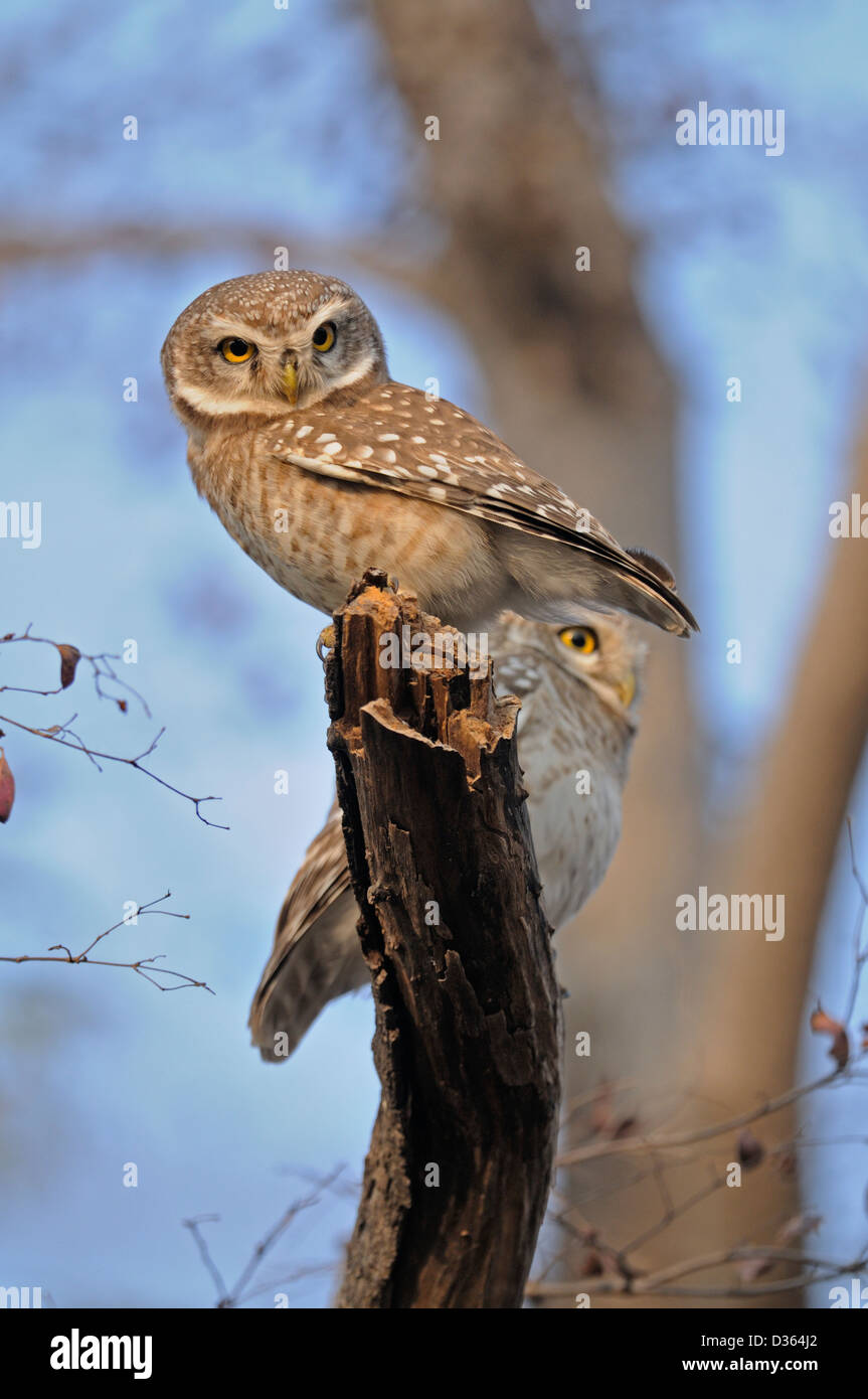 Owlet (Athene Brama) in Ranthambore gesichtet reserve Tiger, Indien Stockfoto