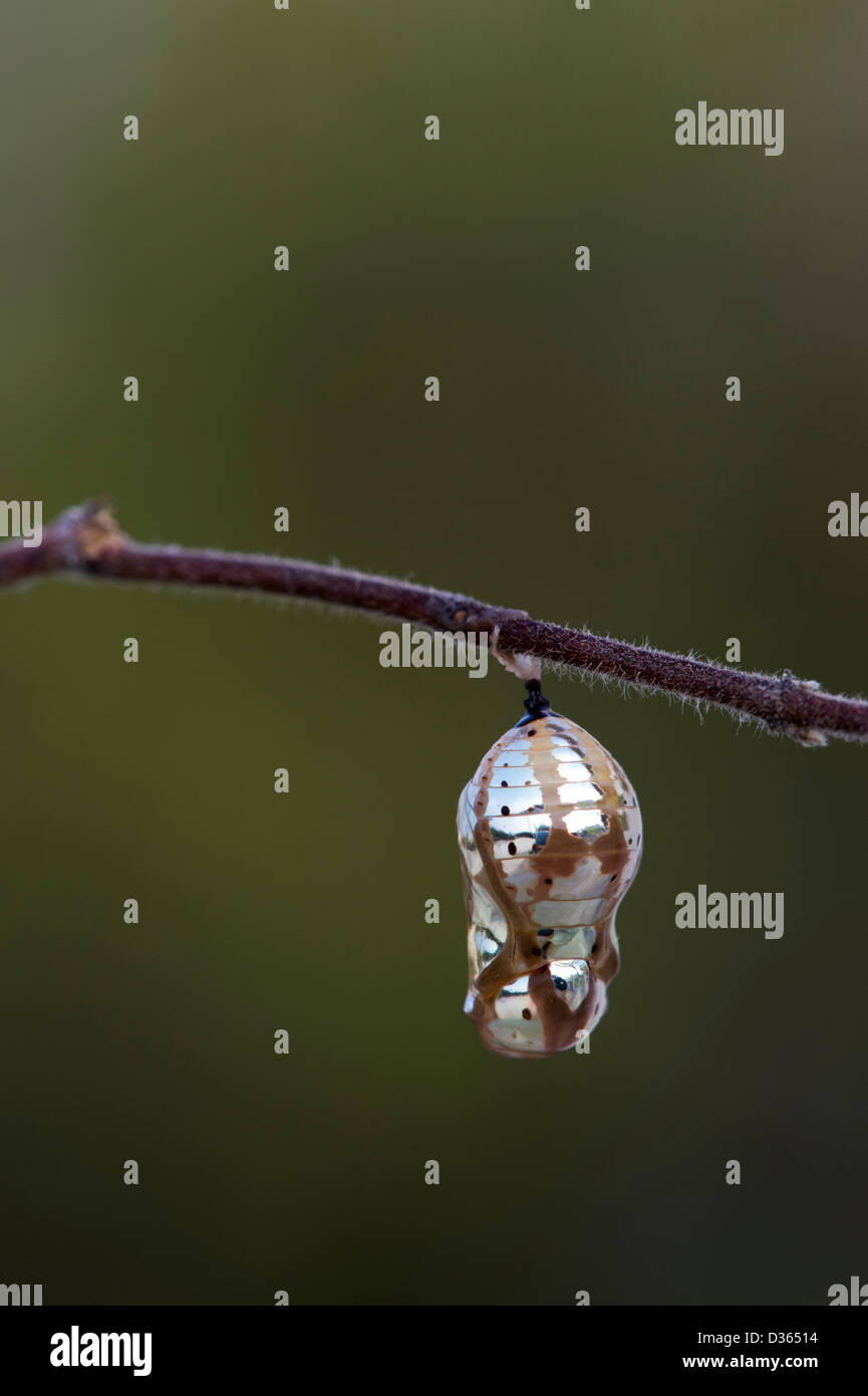 Euploea core. Gemeinsamen indischen Krähe Schmetterling Puppe. Andhra Pradesh, Indien Stockfoto