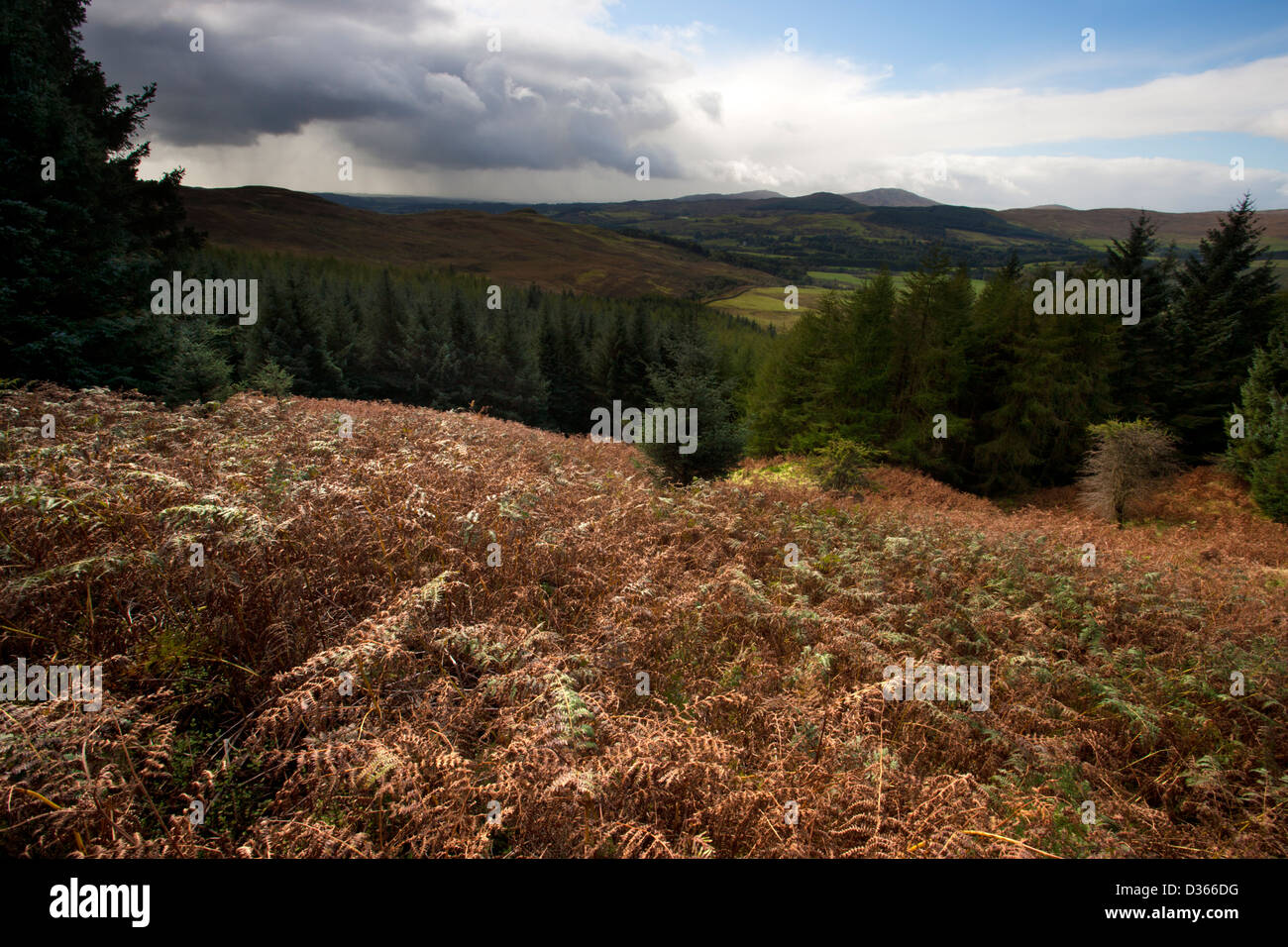 Wald in der Nähe von Castramont Hill, Dumfries and Galloway, Schottland Stockfoto