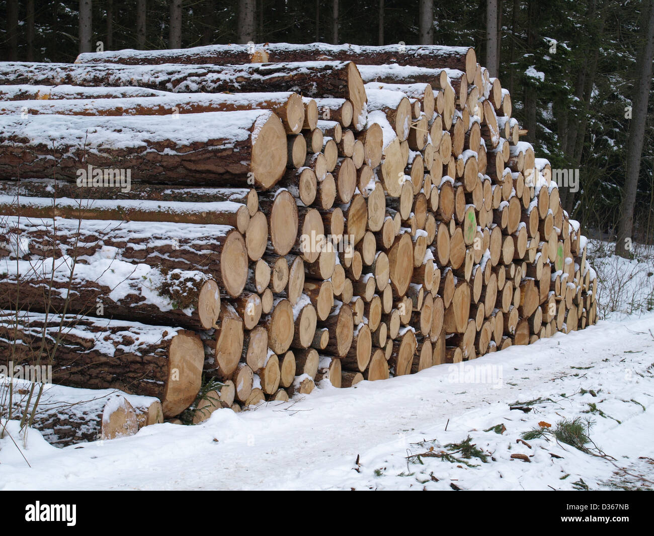 Holzhof - verschneiten Schnitt meldet sich im Holz / Holzlager - Verschneite, Gefällte Baumstämme Im Wald Stockfoto