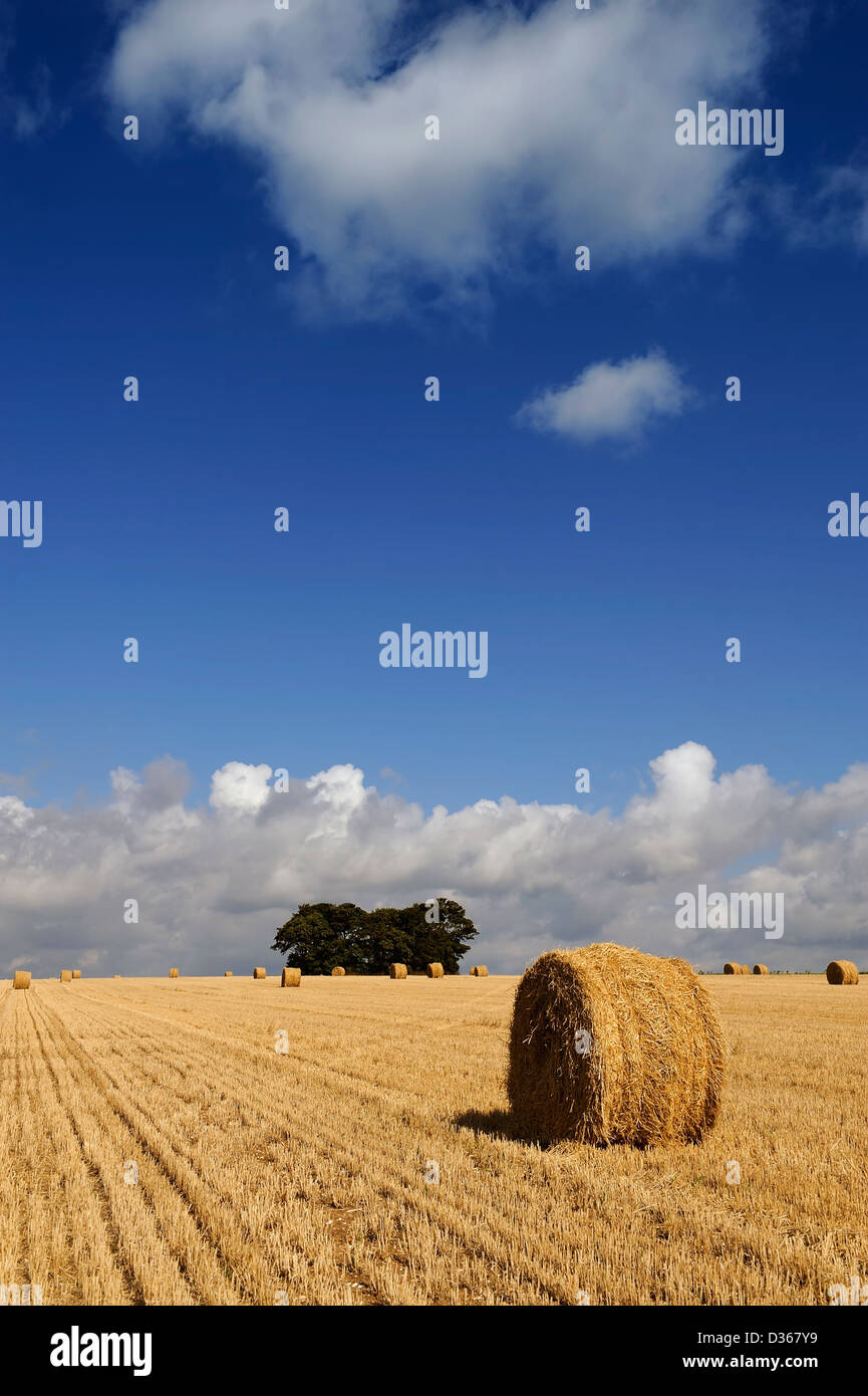 englische Feld bei der Ernte Stockfoto