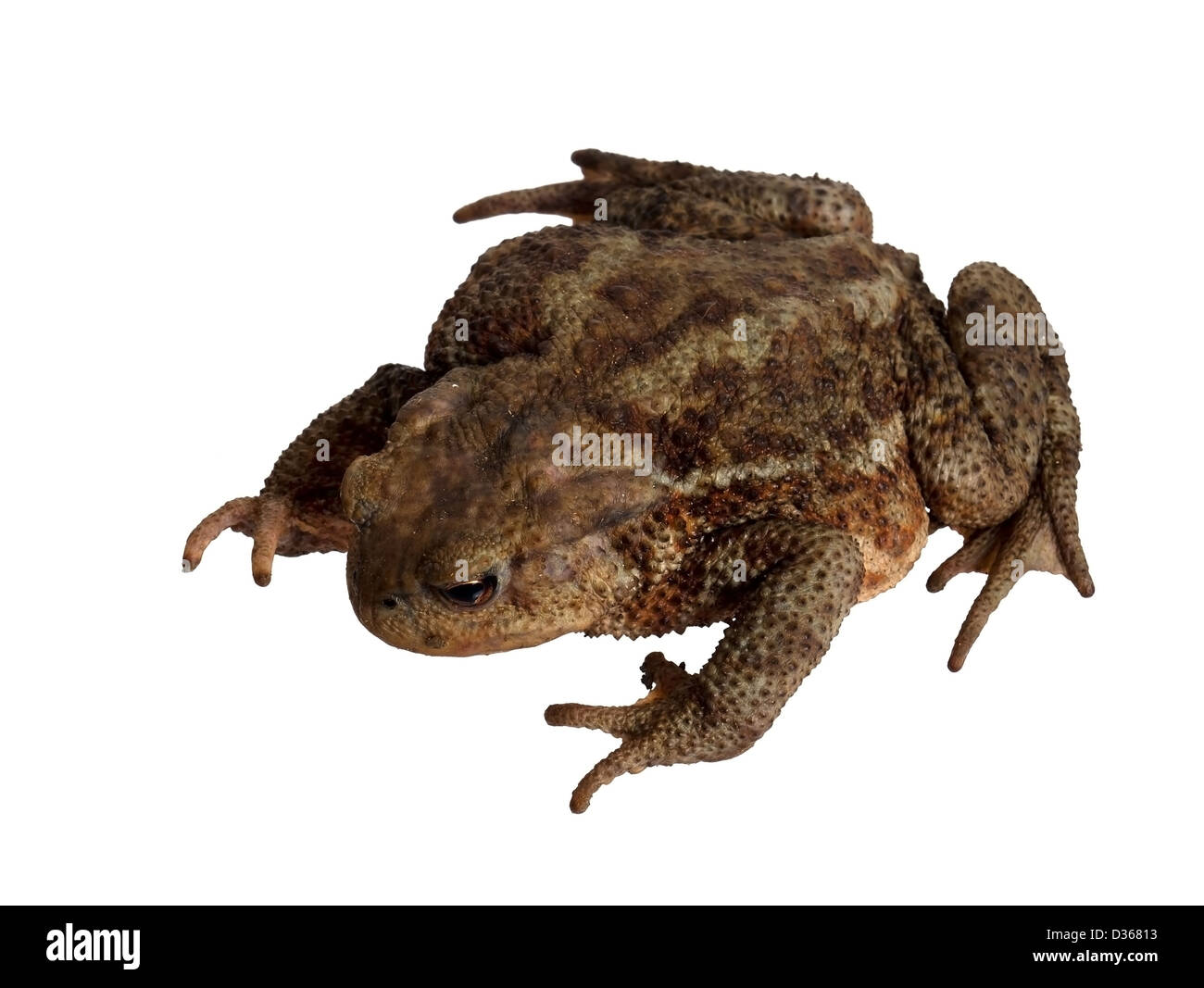 Große Kröte Stockfoto