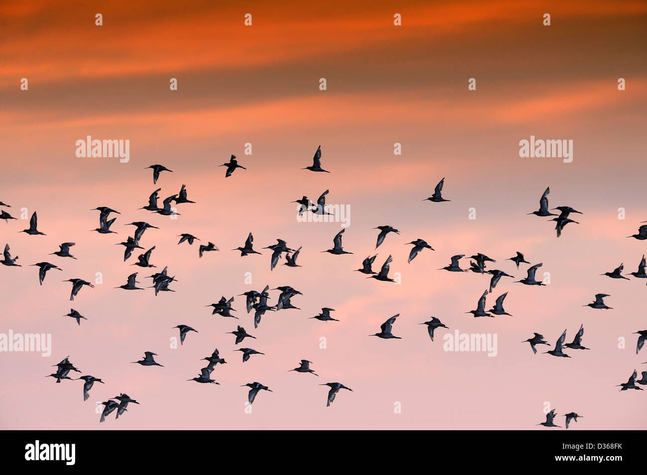 Godwits fliegen an Land bei Sonnenuntergang Stockfoto