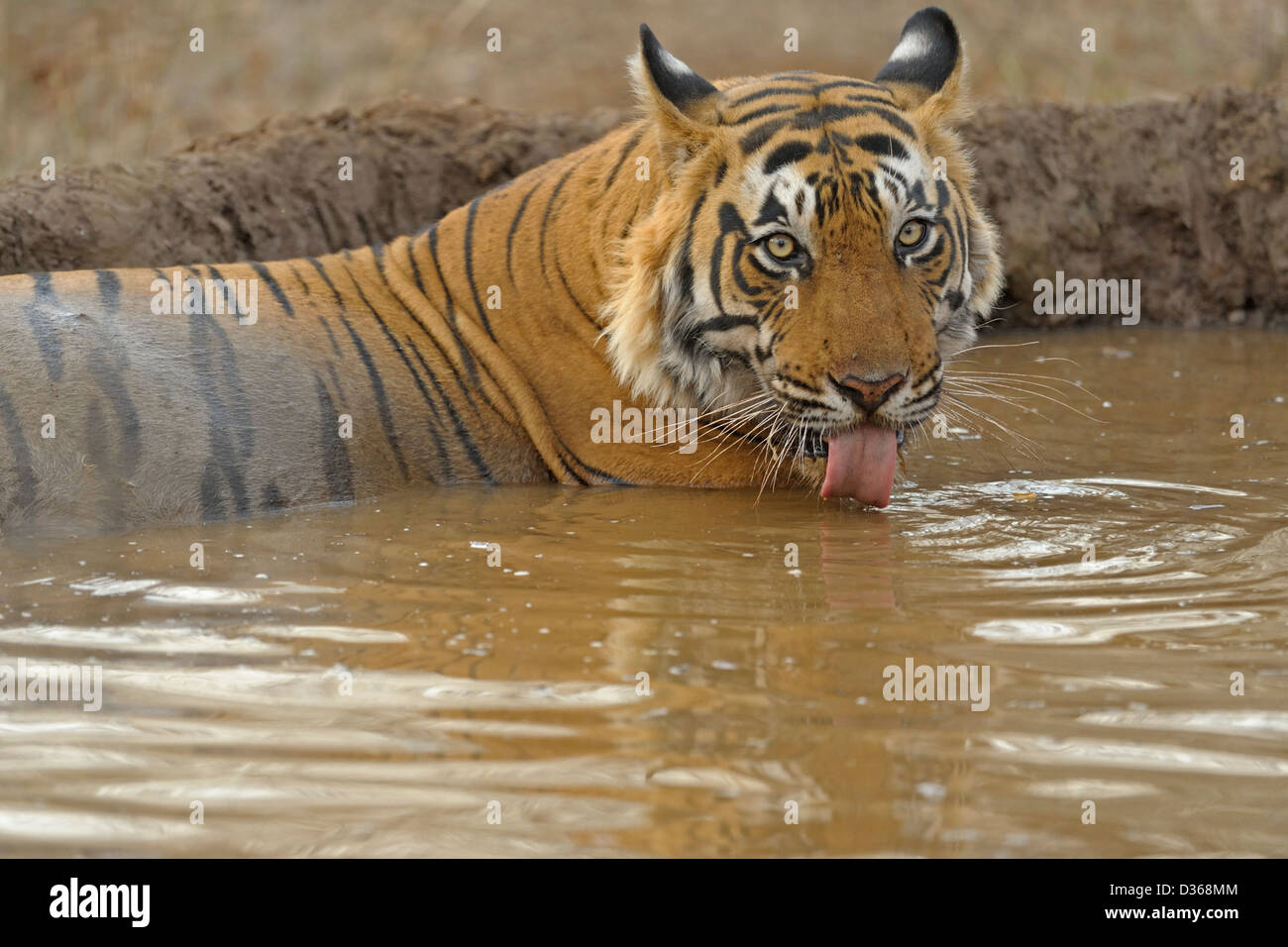 Tiger in einem Wasserloch in Ranthambhore Stockfoto