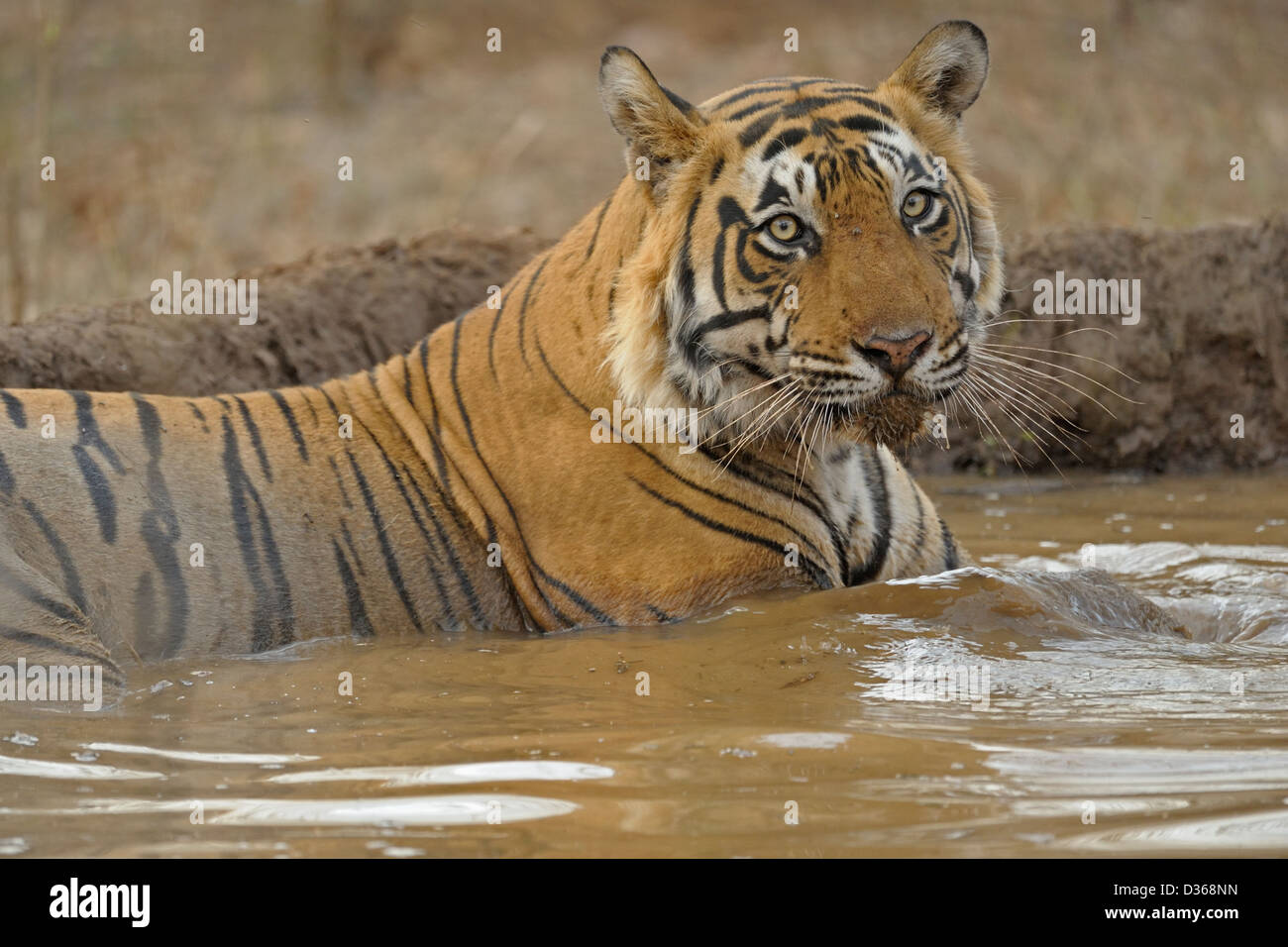 Tiger in einem Wasserloch in Ranthambhore Stockfoto