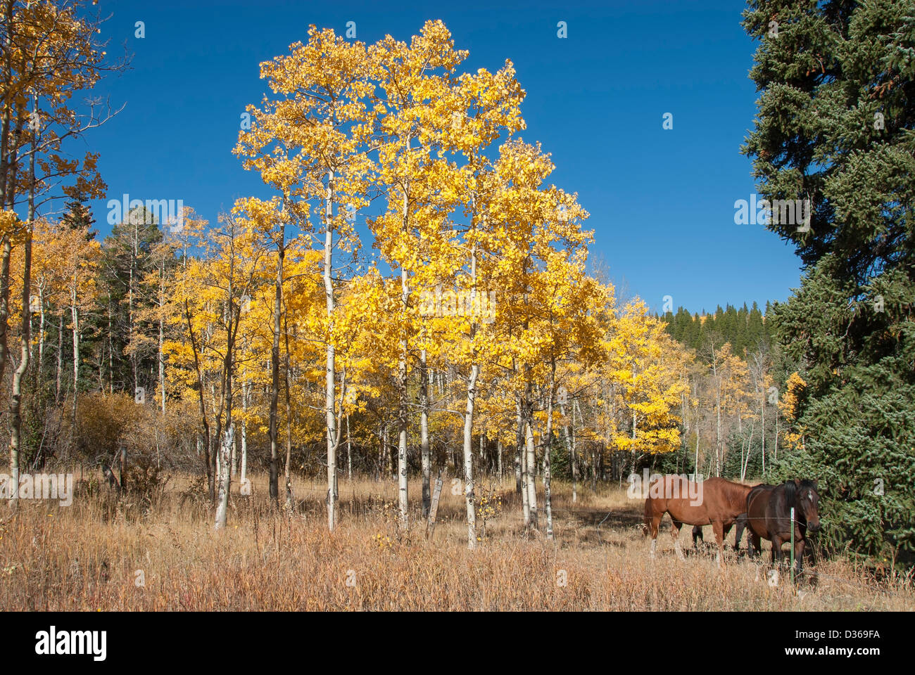 Amerikanische Espe Bäume (Populus Tremuloides) und Pferde im Wald, in den Ausläufern der Rocky Mountains, Colorado, USA. Stockfoto