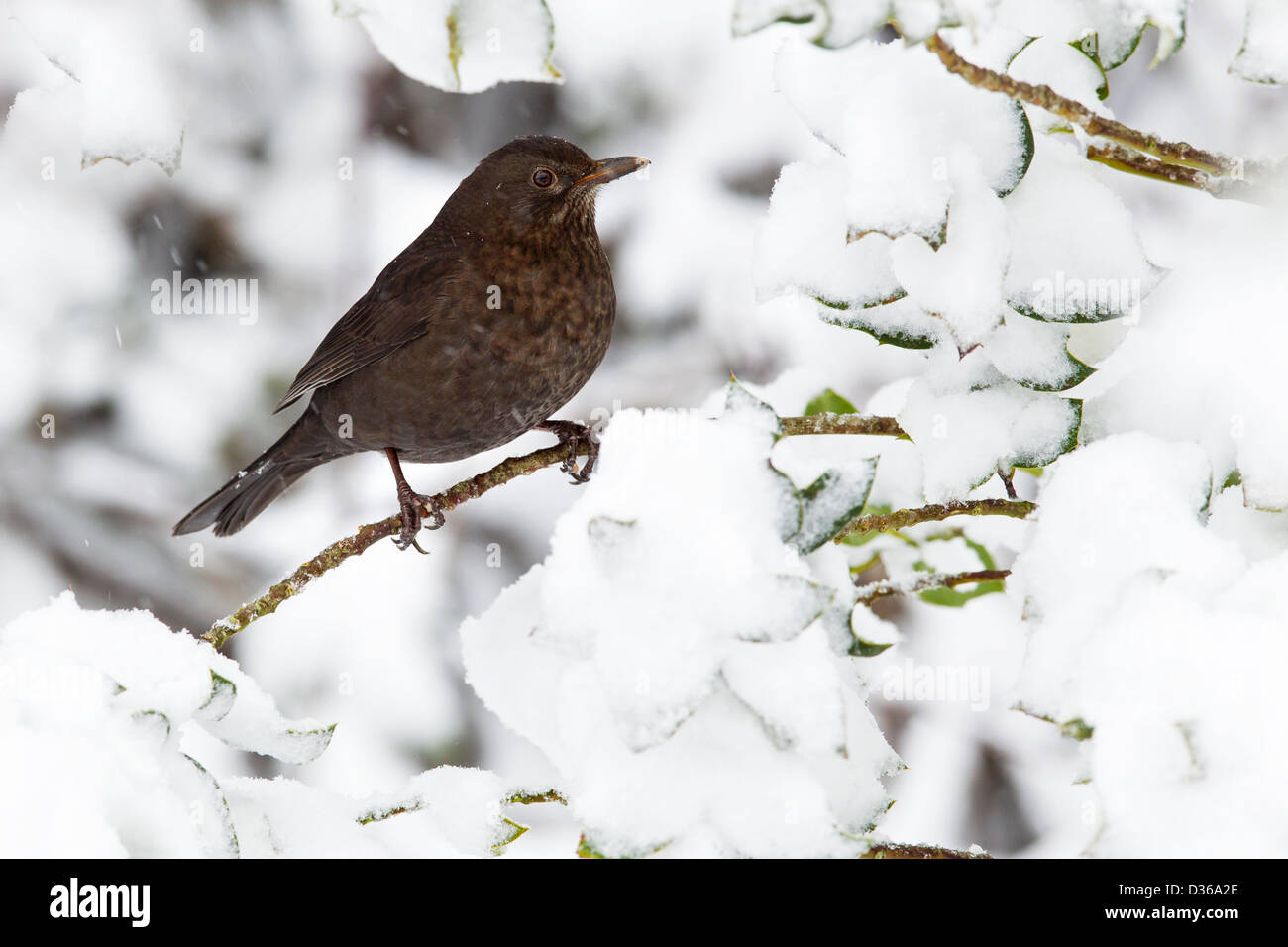 Amsel im Schnee Stockfoto