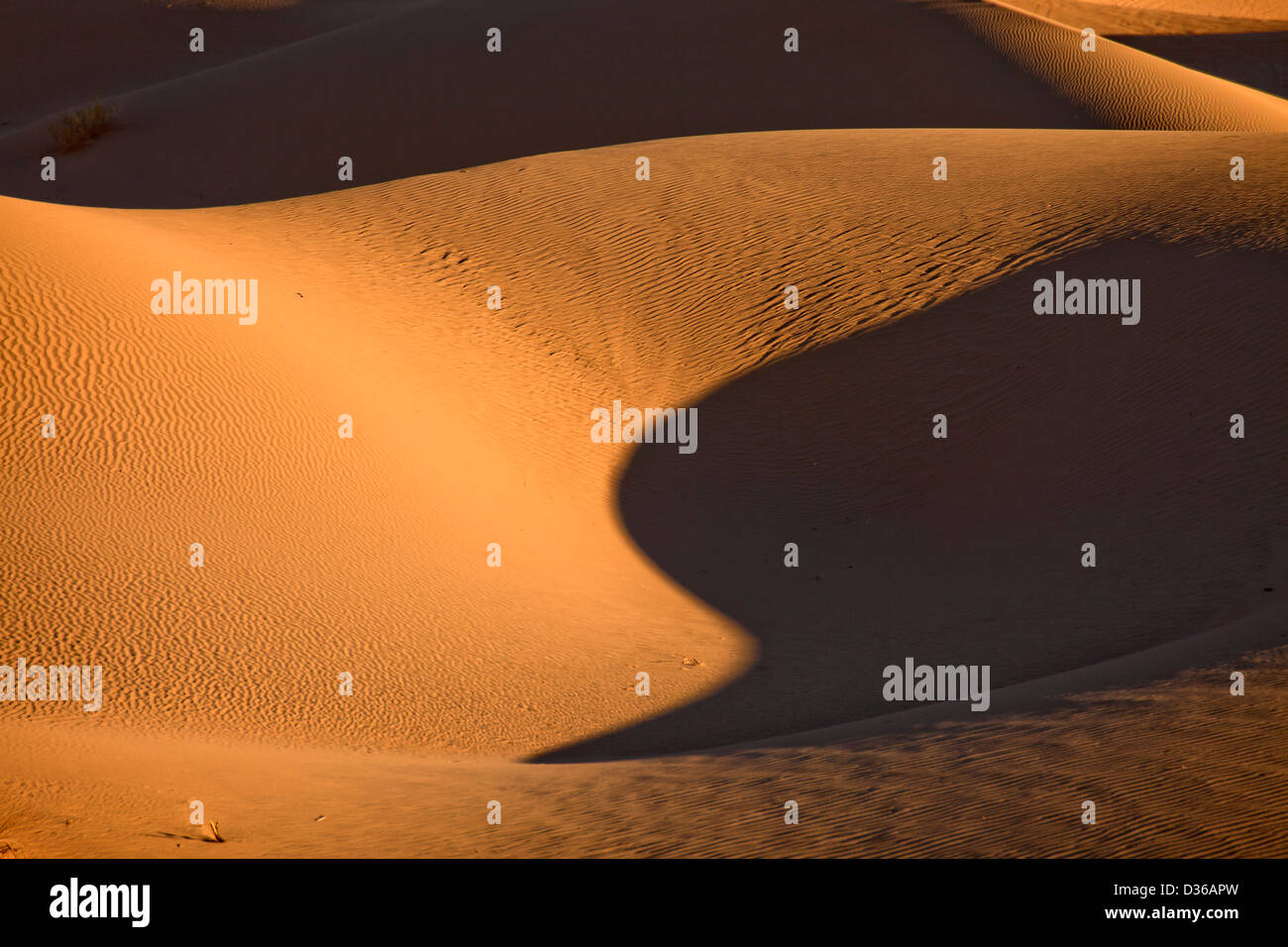 Algodones Dünen oder Imperial Sand Dunes, Imperial County, California, Vereinigte Staaten von Amerika, USA Stockfoto