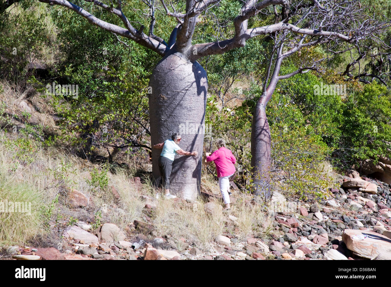 Boab Baum, Kimberley-Region, Floß Point, Collier Bay, Westaustralien. Stockfoto