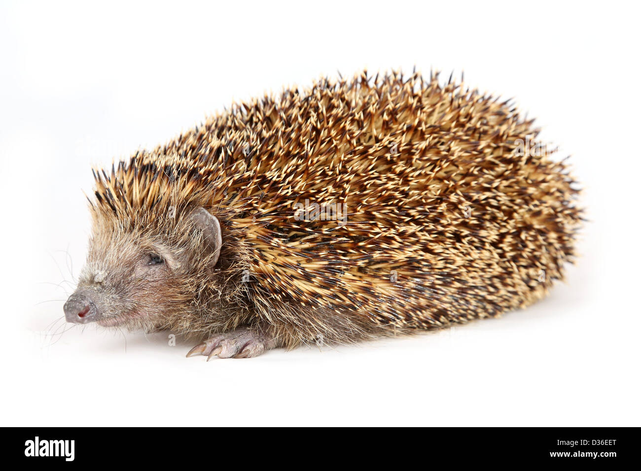 Entzückende Igel Wandern und Sniiffing von der Seite vor weißem Hintergrund gesehen Stockfoto