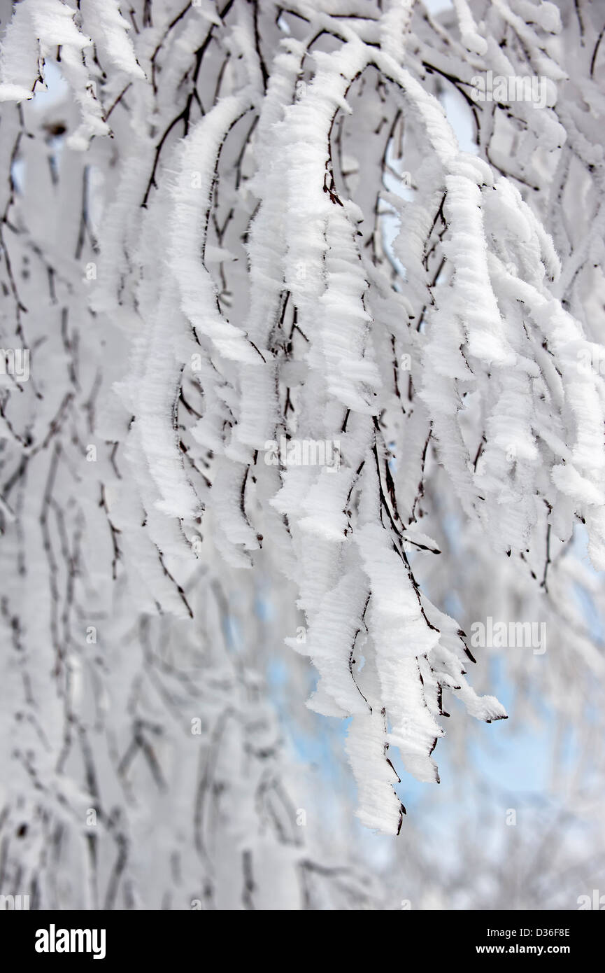 Zweige des bewaldeten in weißen Hoar frost und Schnee im Winter mit Eis Kristallbildung durch Wind in gleiche Richtung zeigen Stockfoto