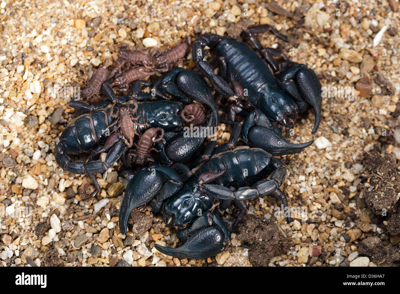 Erwachsene schwarze Skorpione und Jungtiere auf Boden, thailand Stockfoto