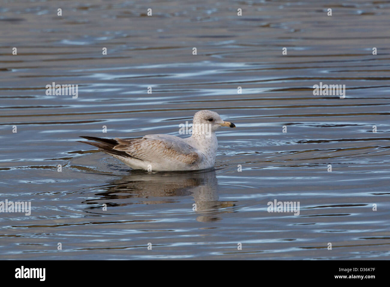 Ersten Winter Ring-billed Gull Larus Delawarensis, Scalloway, Shetland, Schottland, Vereinigtes Königreich Stockfoto