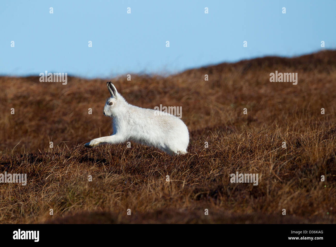 Berg (oder blau) Hase Lepus Timidus Shetland Islands, Schottland, UK Stockfoto