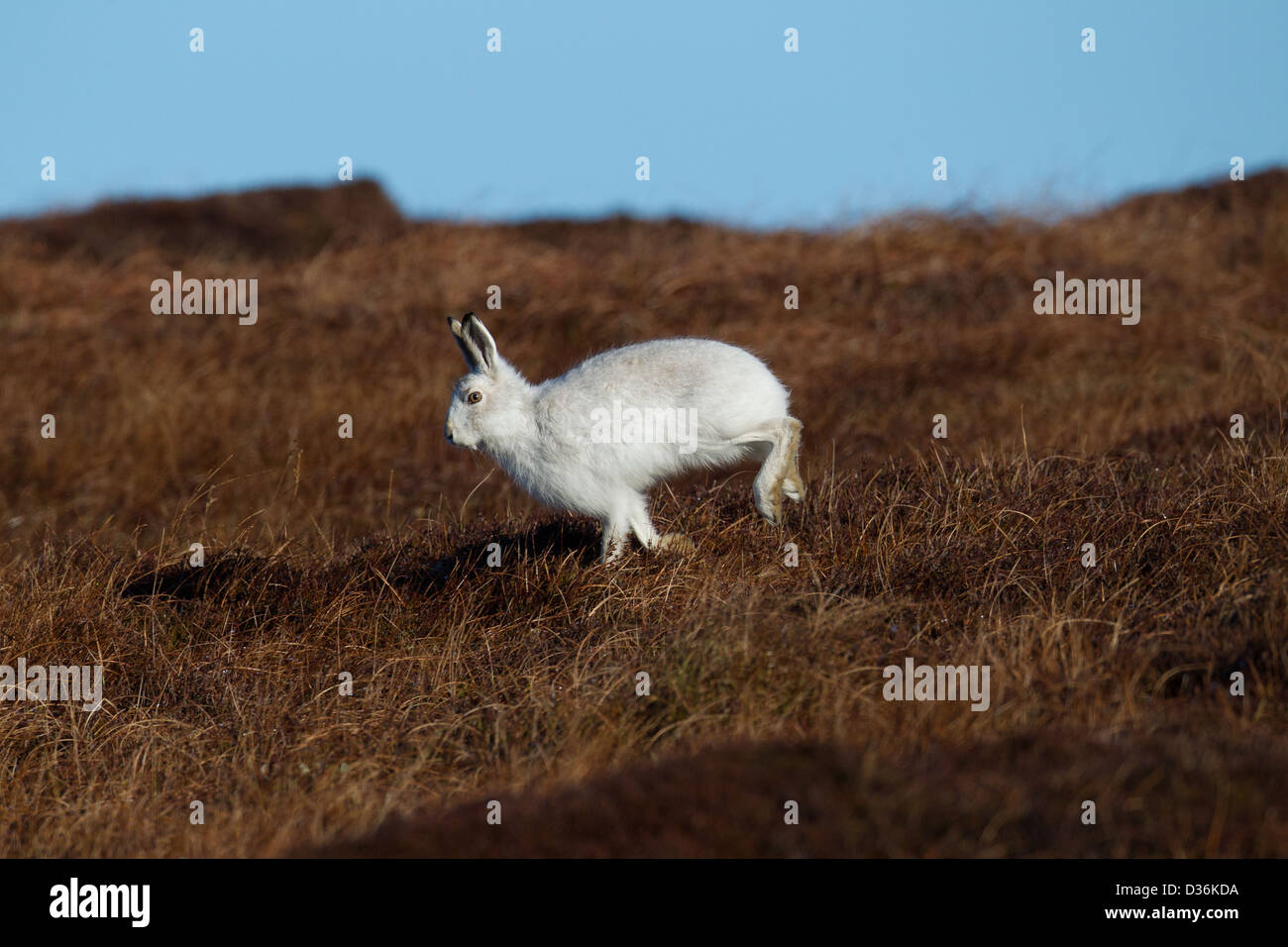 Berg (oder blau) Hase Lepus Timidus Shetland Islands, Schottland, UK Stockfoto