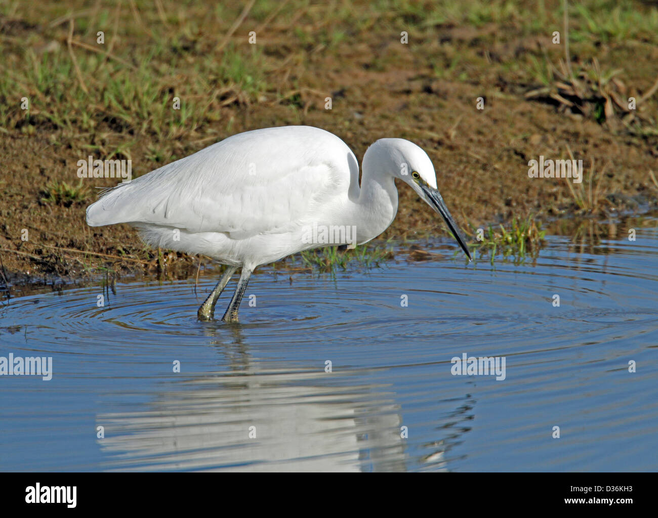 Seidenreiher (Egretta Garzetta) Stockfoto