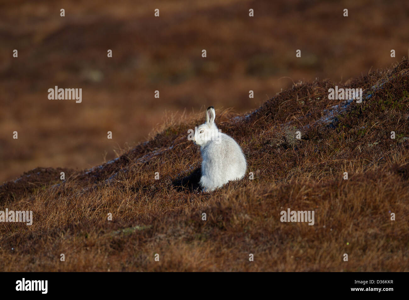 Berg (oder blau) Hase Lepus Timidus Shetland Islands, Schottland, UK Stockfoto