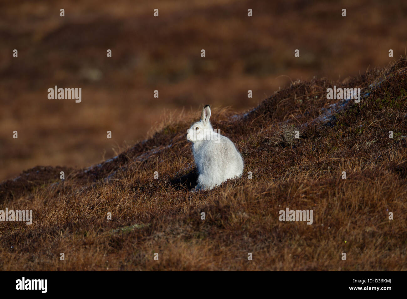Berg (oder blau) Hase Lepus Timidus Shetland Islands, Schottland, UK Stockfoto