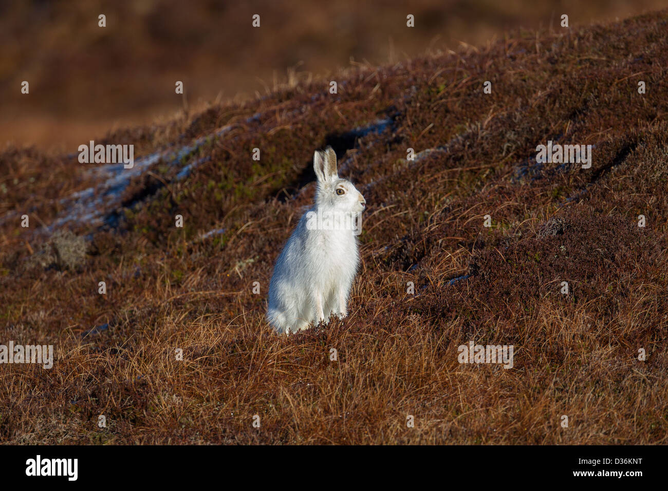 Berg (oder blau) Hase Lepus Timidus Shetland Islands, Schottland, UK Stockfoto