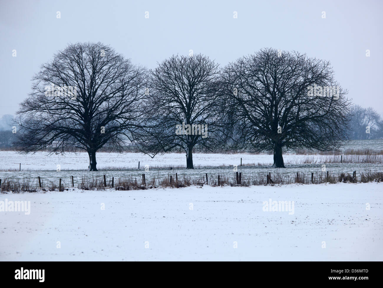 Drei Bäume im Schnee Stockfoto