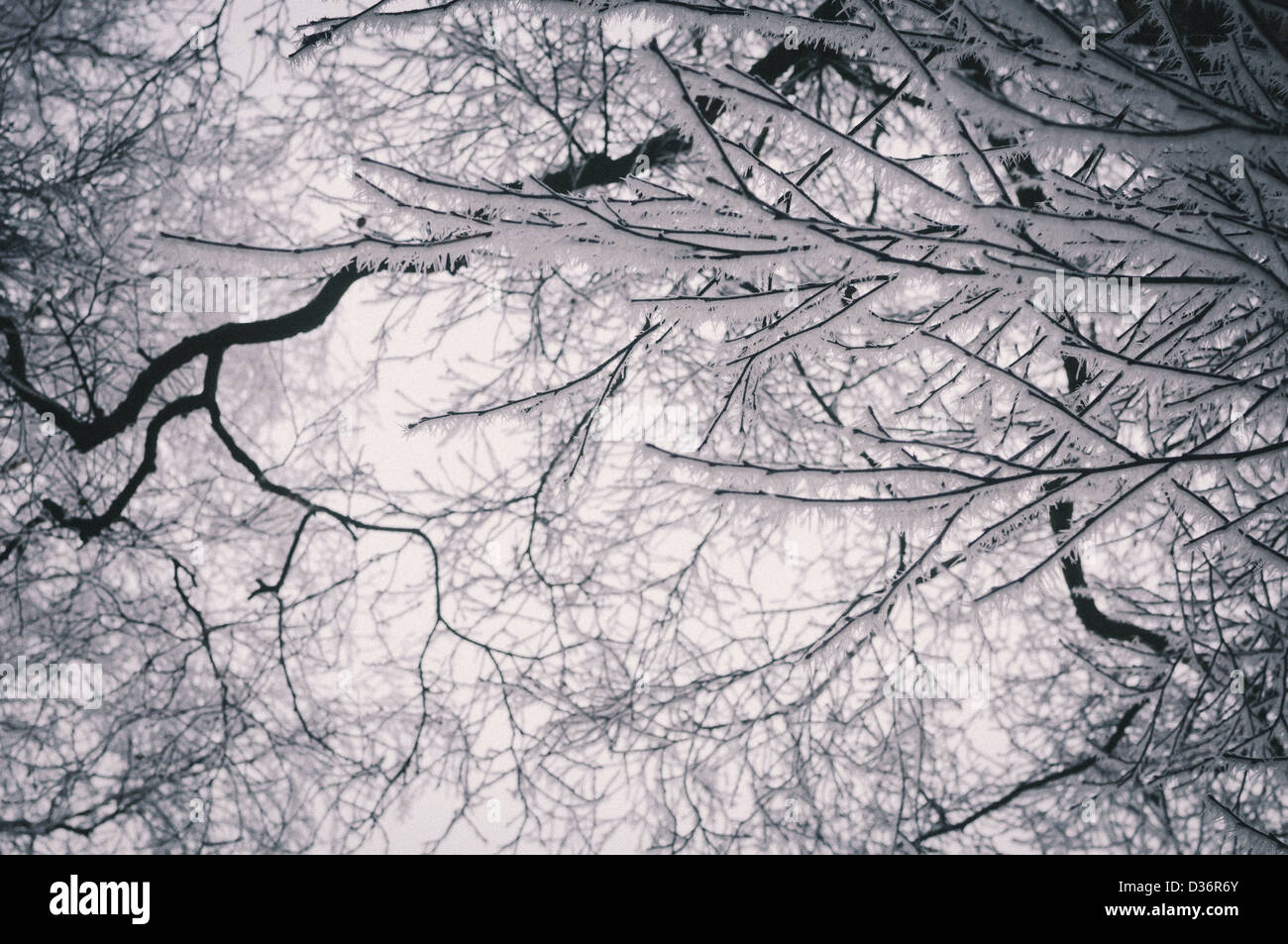 Schöne Frost bedeckt Bäume vor einem dunklen Schnee gefüllt-Himmel Stockfoto