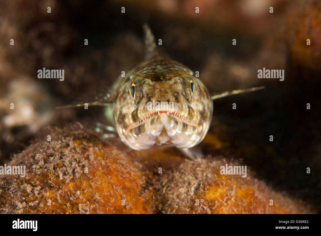 Riff Eidechsenfisch (Synodus Variegatus) an einem tropischen Korallenriff in Bali, Indonesien. Stockfoto