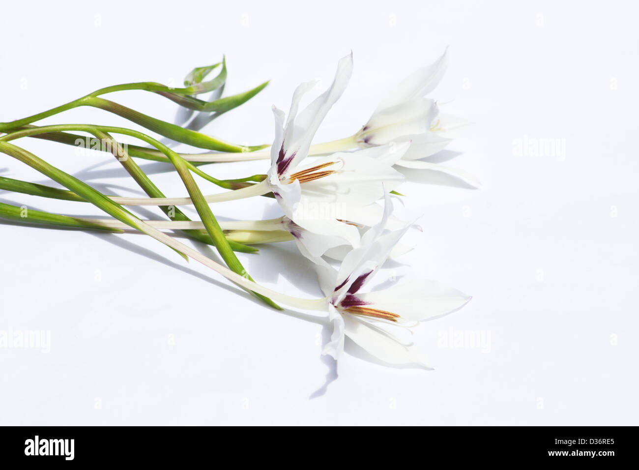 Weiße Lilien auf weißem Hintergrund Stockfoto