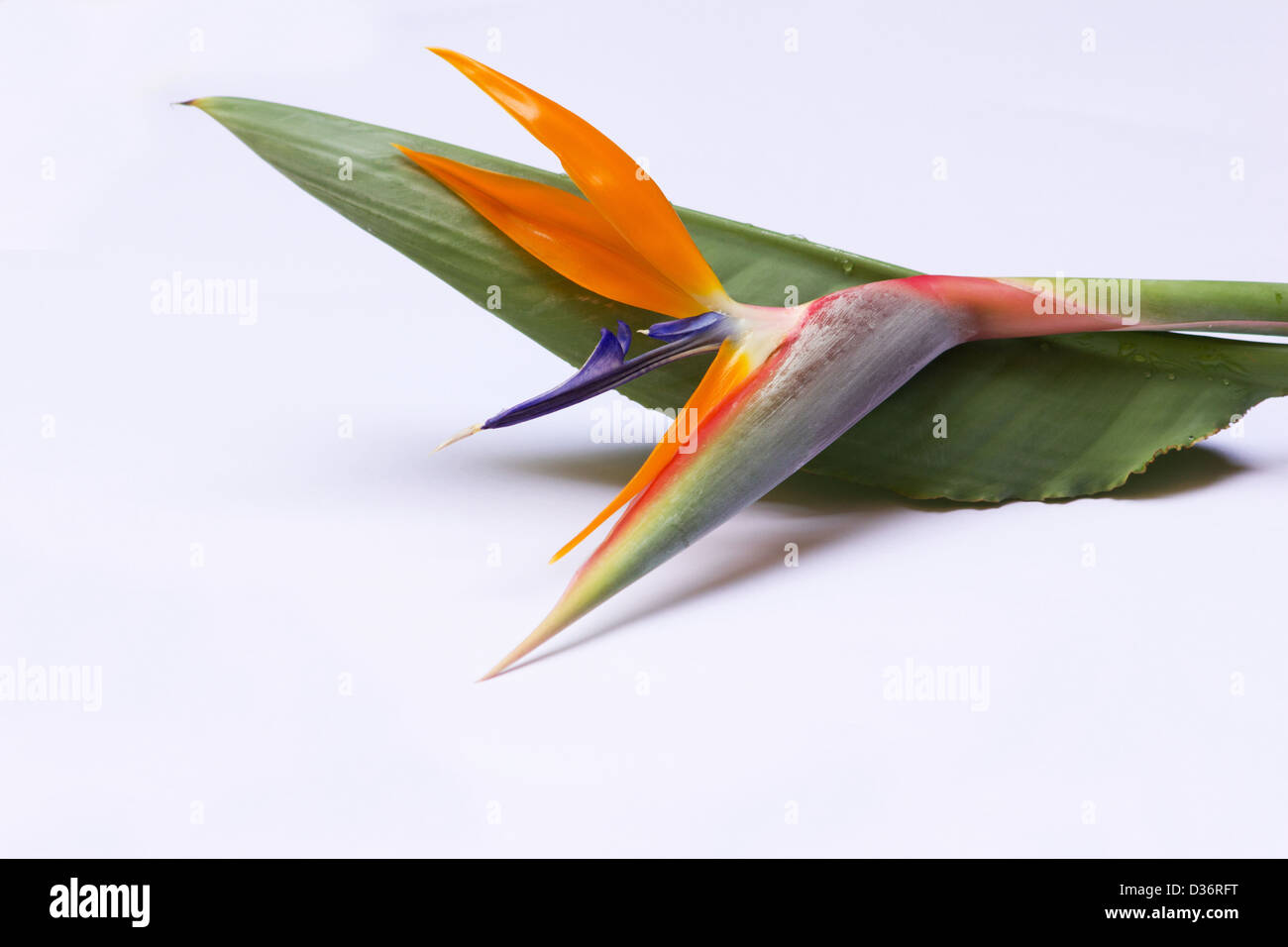 "Paradiesvogel Blume" (Strelitzia Reginae) Blume Pflanze auf weißem Hintergrund Stockfoto