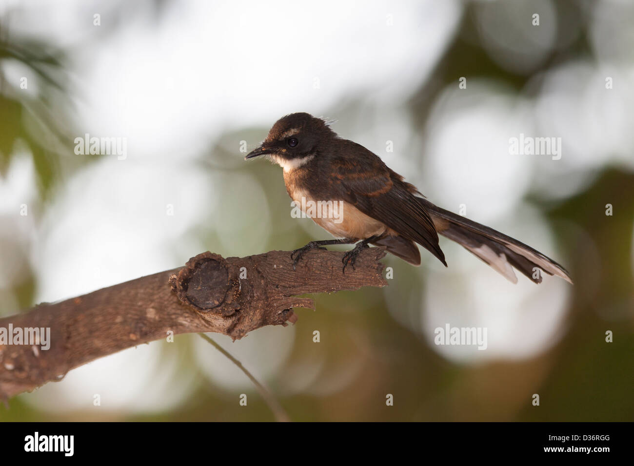 Trauerschnäpper Fantail (Rhipidura Javanica Javanica), juvenile, Nahrungssuche auf der Mimpi Resort Tulamben in Bali, Indonesien. Stockfoto