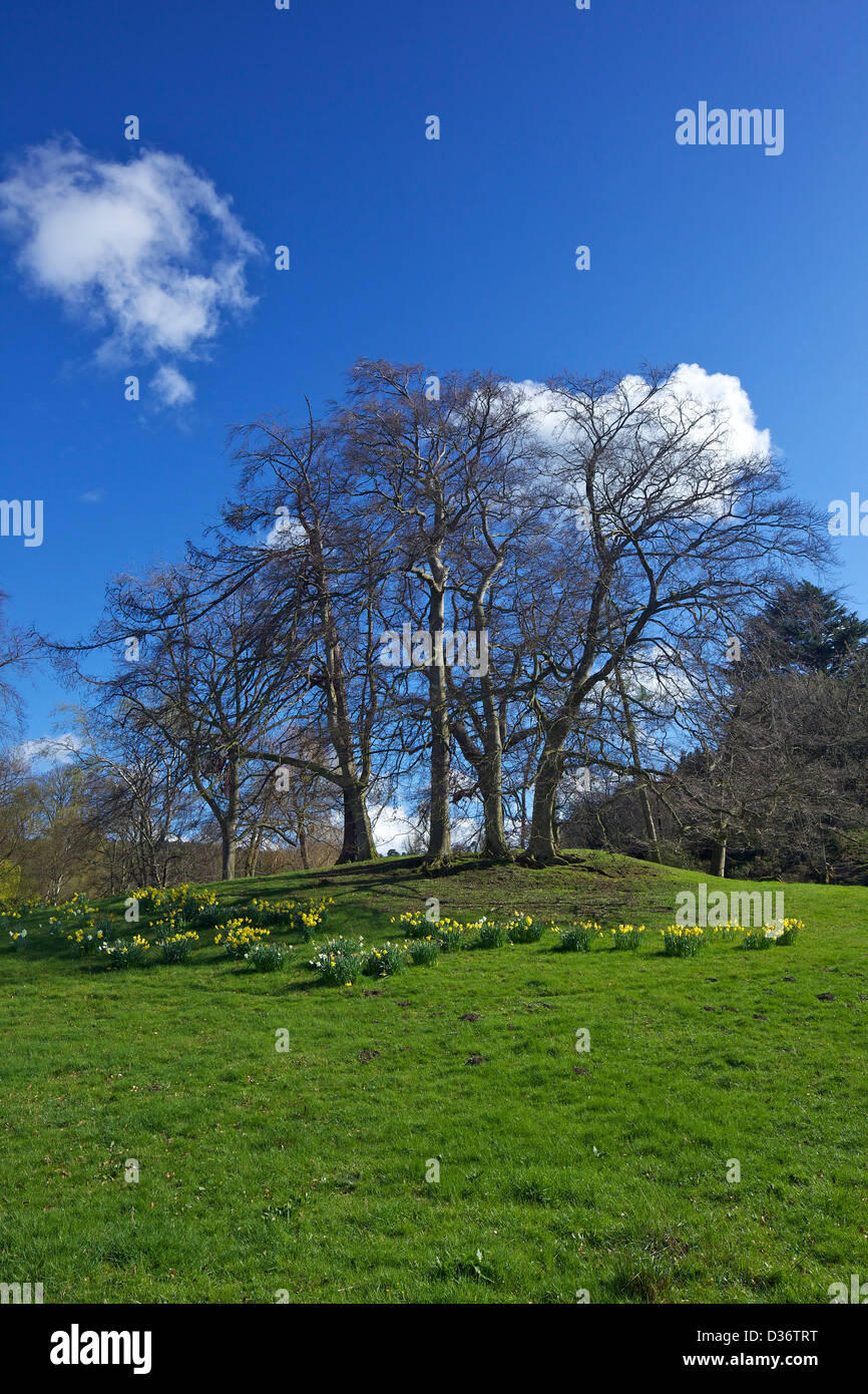 Frühlingssonne, Pontesford Hill, in der Nähe von Shrewsbury, Shropshire, England, UK, GB Stockfoto