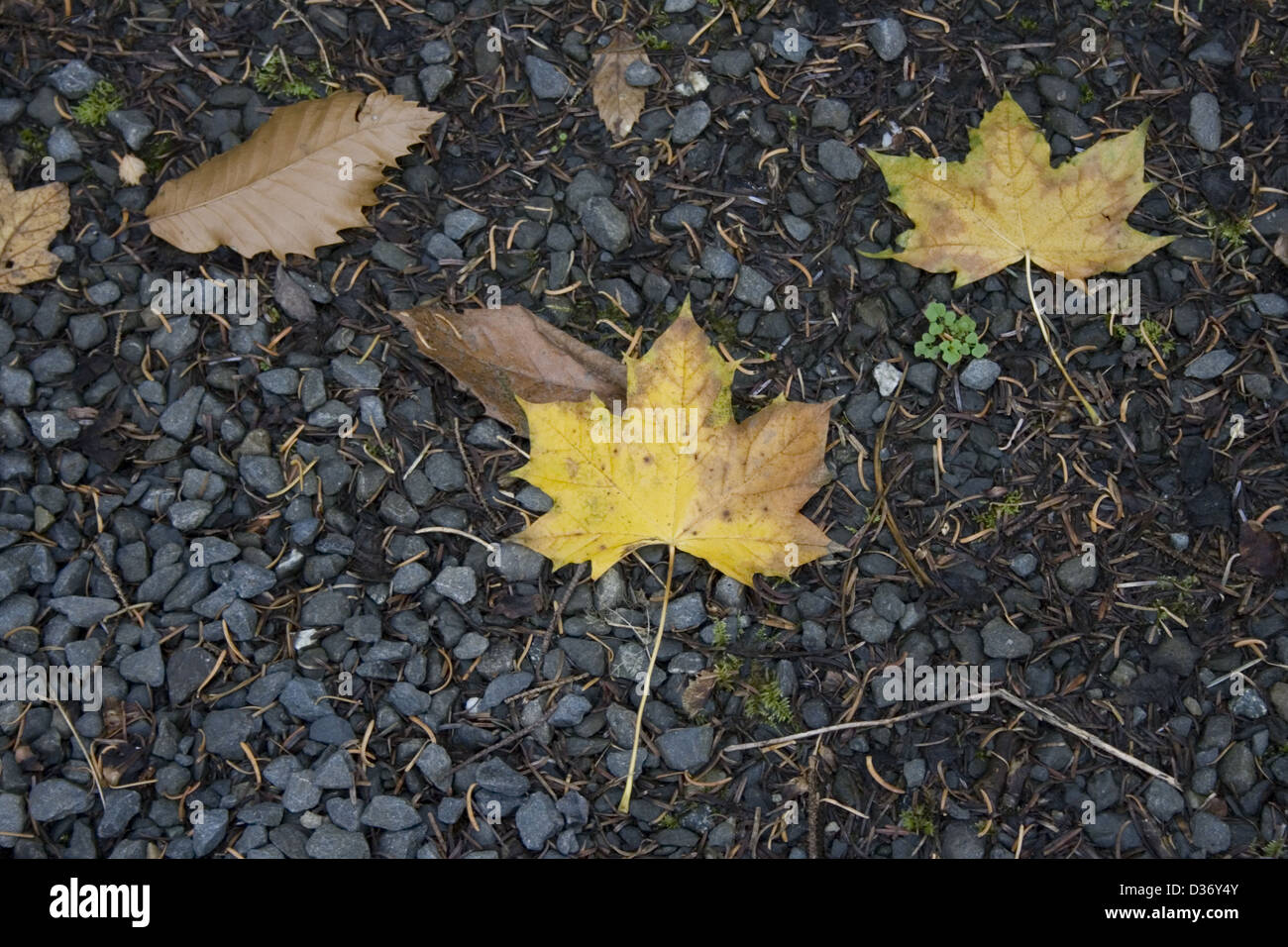 Blätter auf Schotter Stockfoto