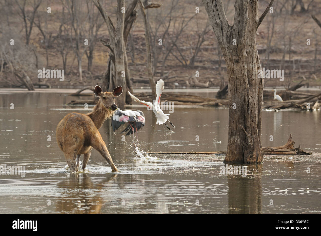 Sambar Deer (Cervus unicolor Niger) und bemalte Störche in den Seen von Ranthambore Nationalpark Stockfoto