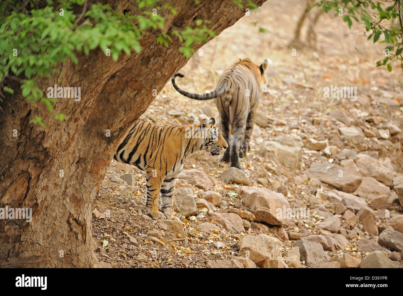 Vater und Tochter Tiger im Ranthambore Nationalpark Stockfoto