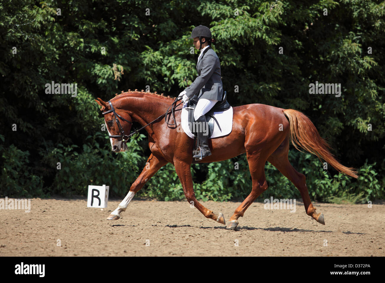 Elegante Frau in einem grauen Cutaway auf einem braunen Pferd Reiten Stockfoto