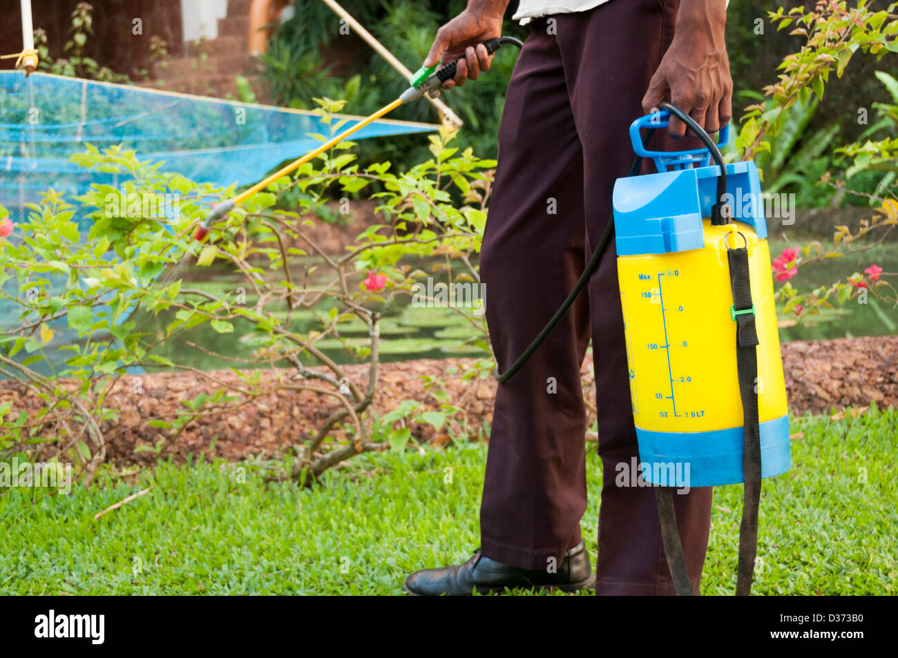 Mann Spritzen Unkrautvernichtungsmittel im Garten Stockfoto