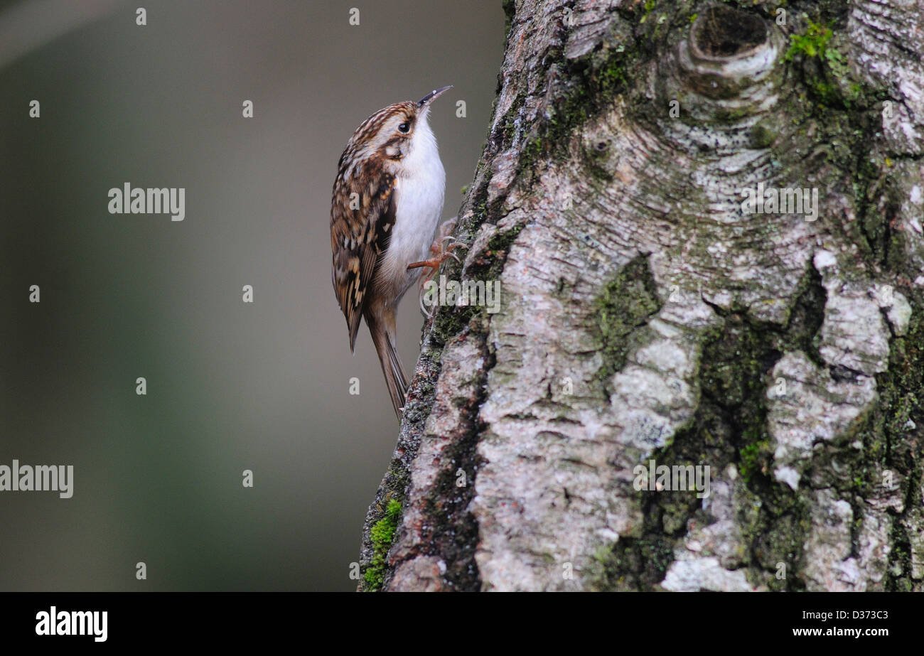 Ein Waldbaumläufer hinauf einen Baumstamm UK Stockfoto