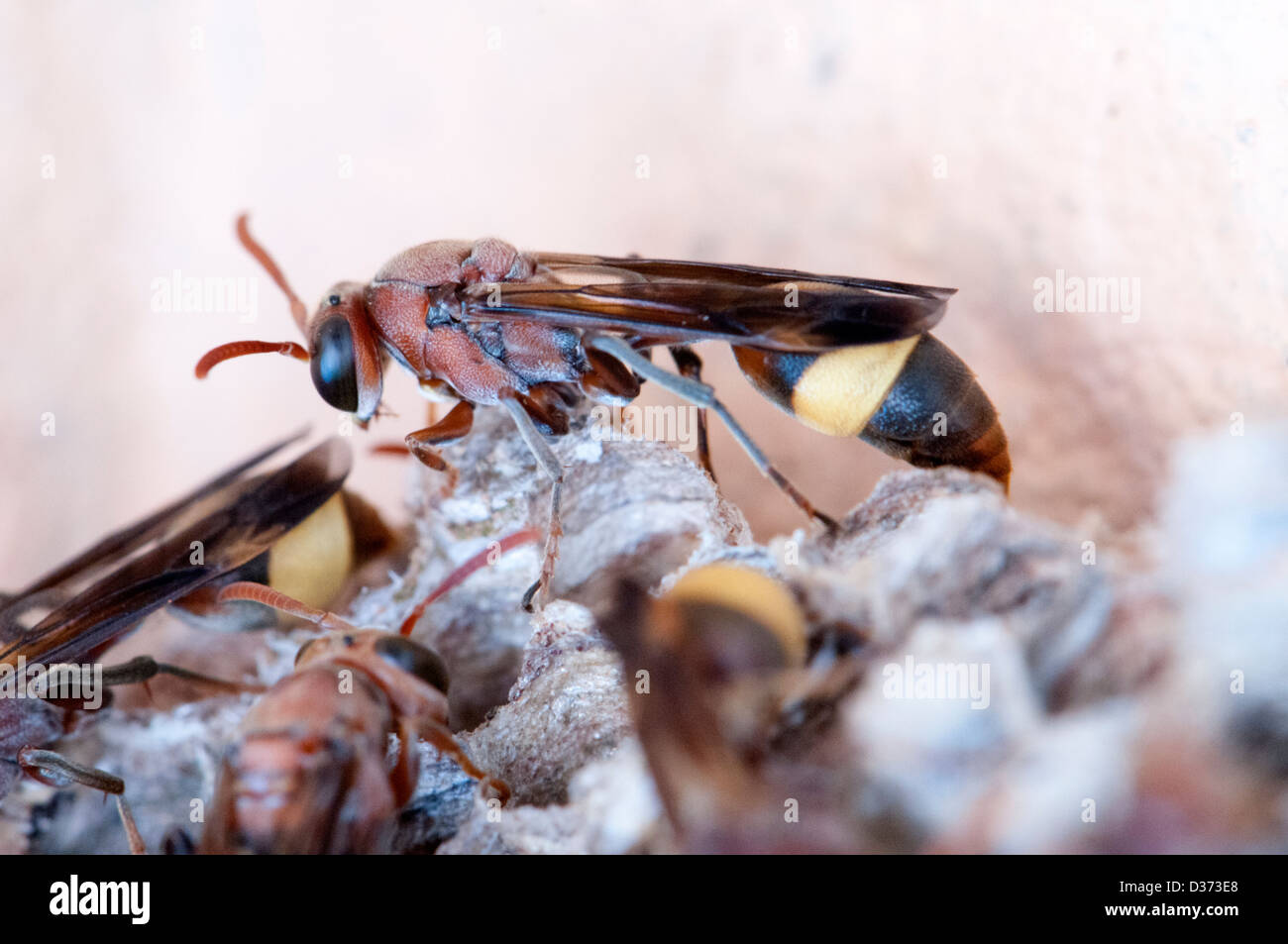 Hornissen-Nest, Vespa crabro Stockfoto