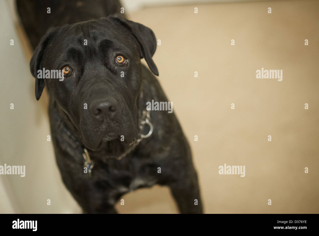 Ein italienischer Mastiff Hunde, Cane Corso Stockfoto