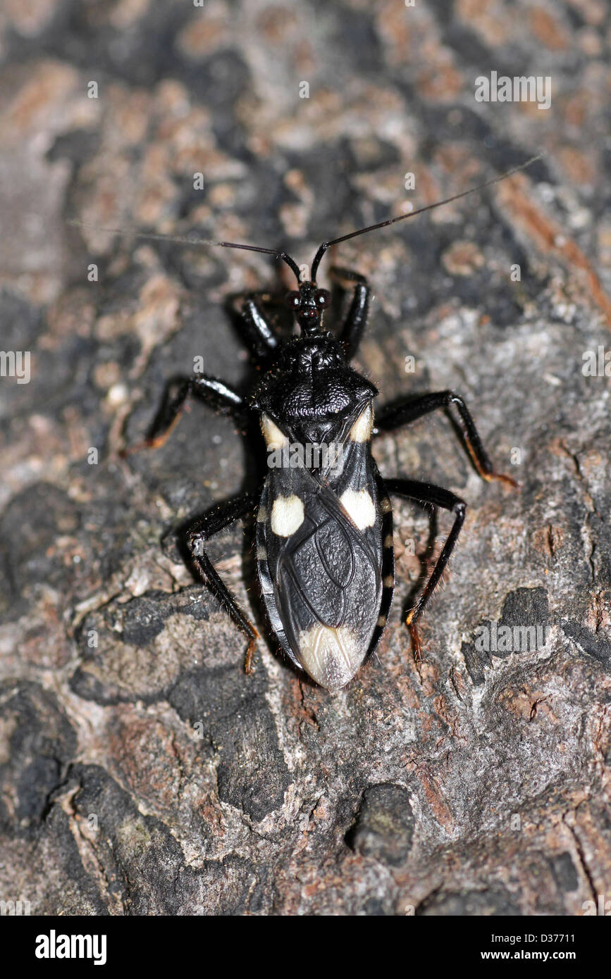 Assassin-Bug Acanthaspis Siva Distant Stockfoto