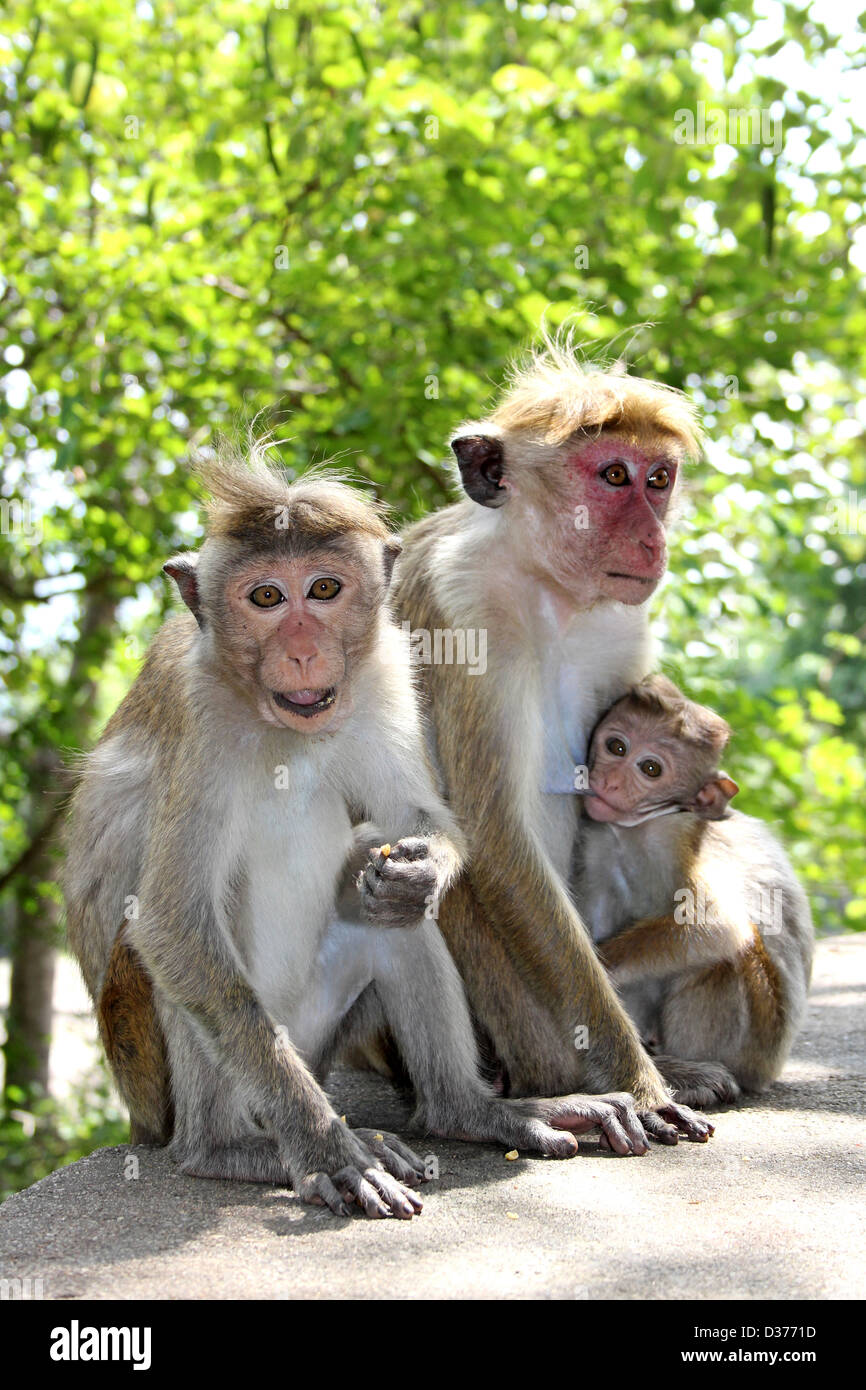 Familie Toque Makaken Stockfoto