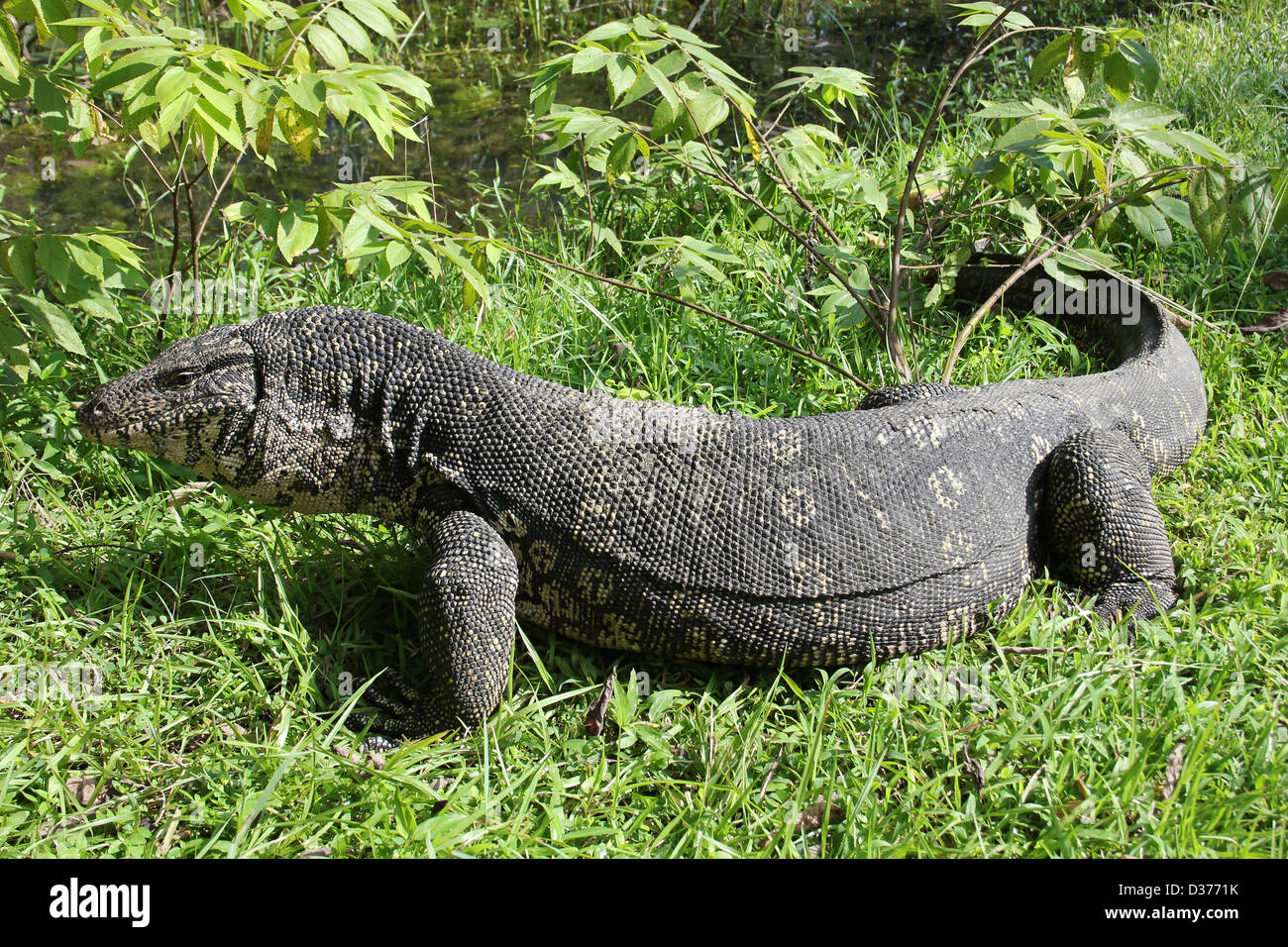 Wasser-Monitor Varanus salvator Stockfoto