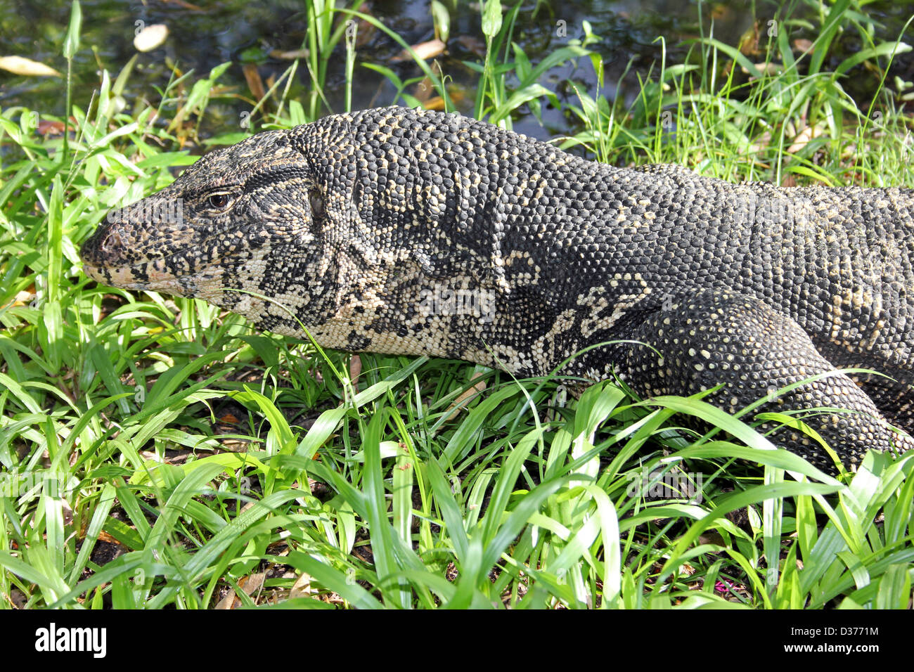 Nahaufnahme des Kopfes Wasser Monitor Varanus salvator Stockfoto