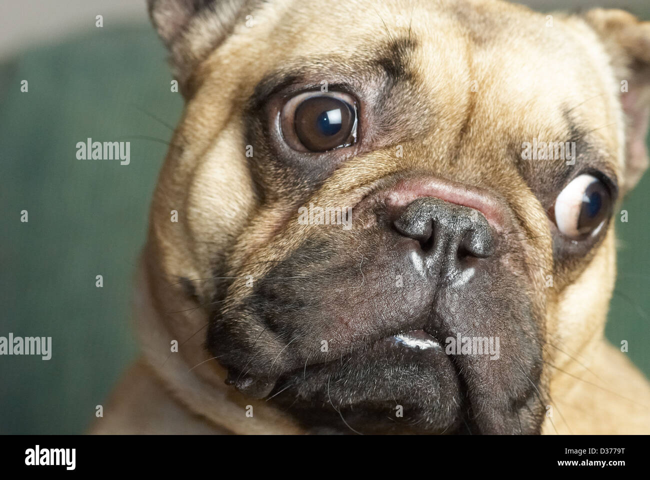 Eine chinesische Mops Hund Nase Stockfoto
