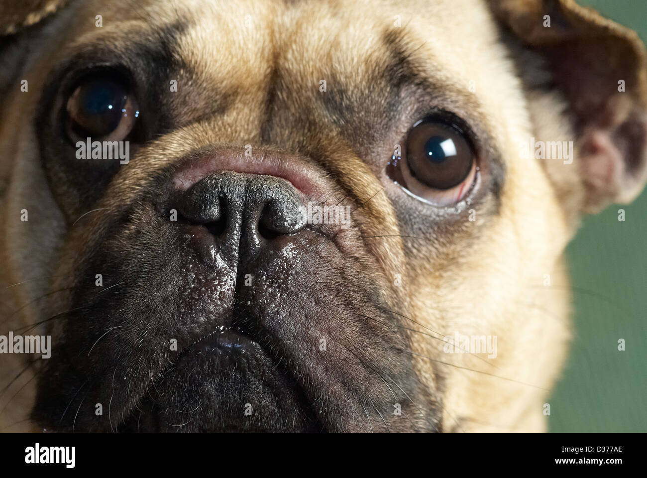 Eine chinesische Mops Hund Nase Stockfoto