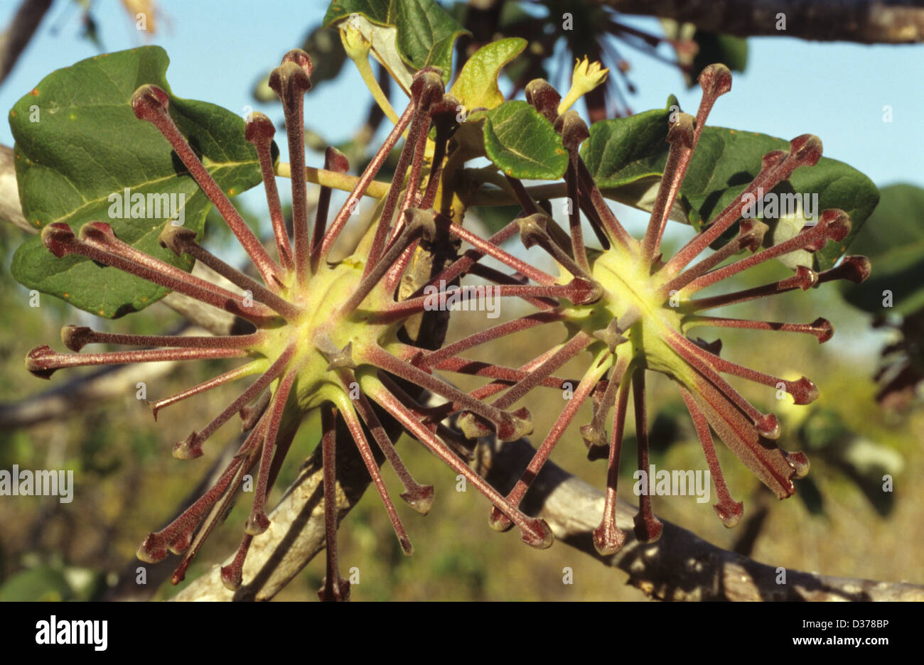 Harpunenkerze, Grate, Bur oder Burs oder Spiky Seed Pods, der endemischen Uncarina grandidieri im Trockenwald oder der Dornwüste im Süden Madagaskars Stockfoto